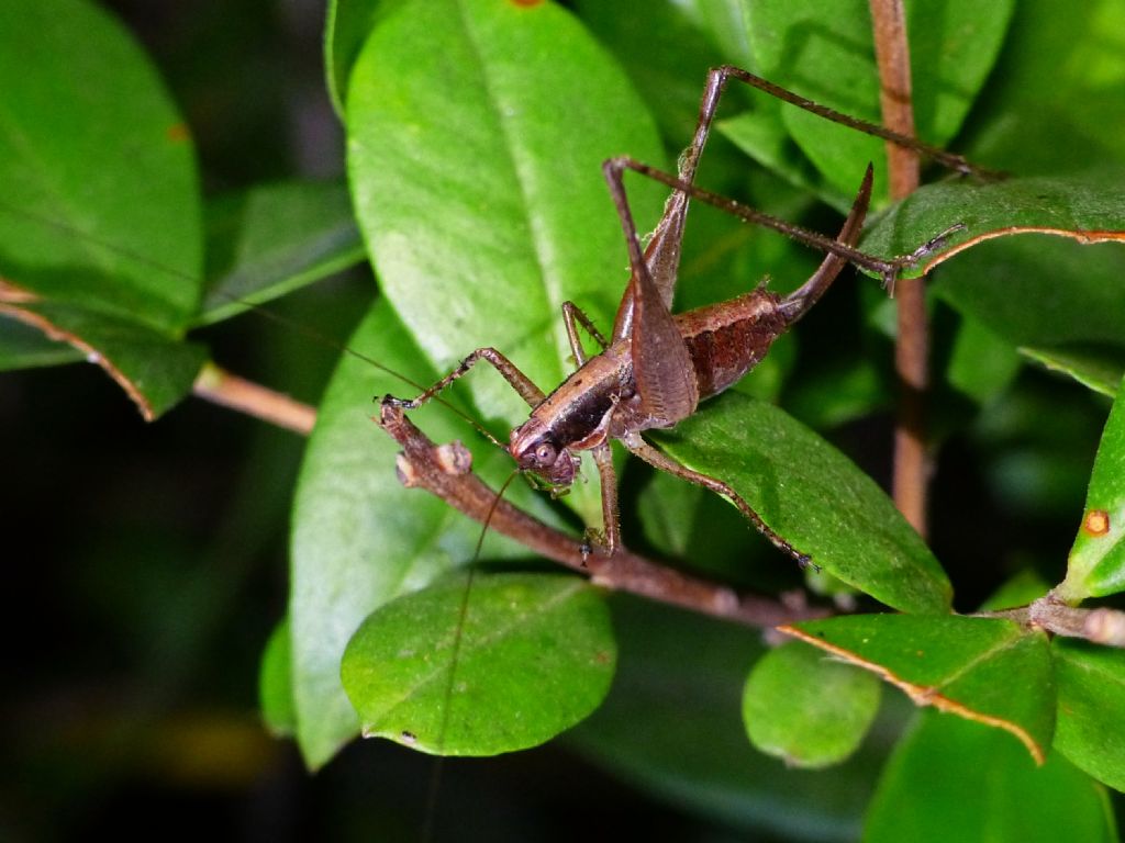 Yersinella raymondii